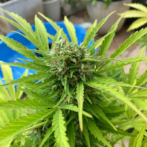 White Haze Automatic growlog timeline photo