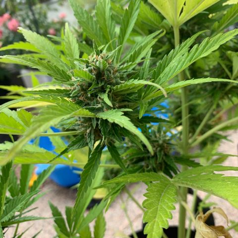 White Haze Automatic growlog timeline photo