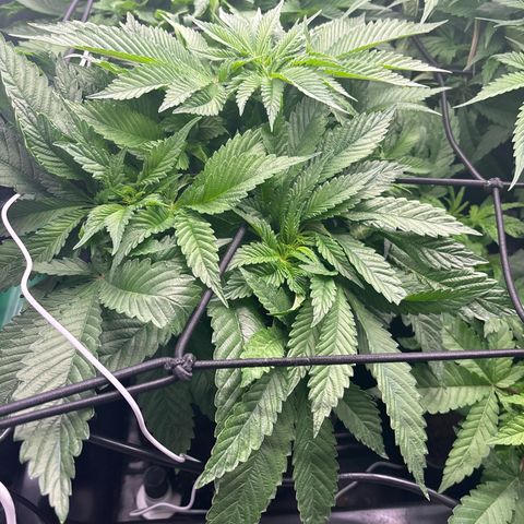 Mendo T growlog timeline photo