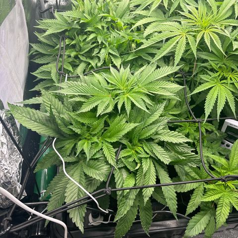Mendo T growlog timeline photo