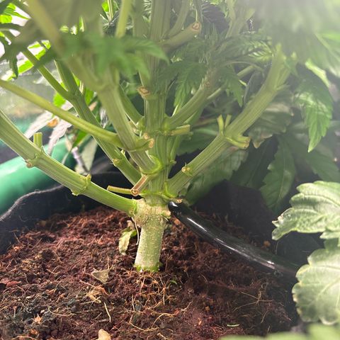 Mendo T growlog timeline photo