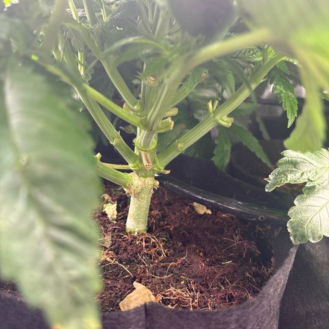 Mendo T growlog timeline photo