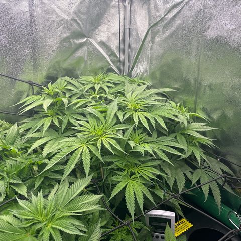 Silver growlog timeline photo