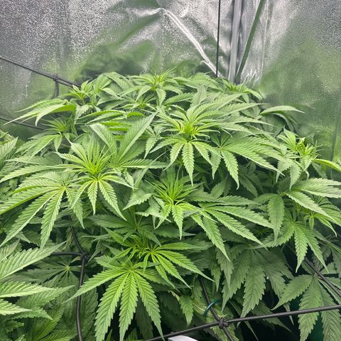 Silver growlog timeline photo