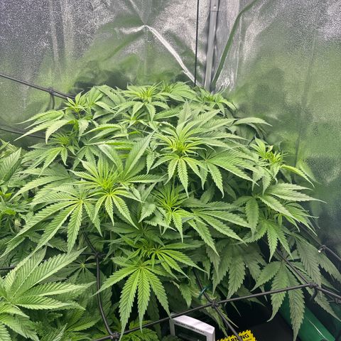 Silver growlog timeline photo