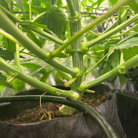 Silver growlog timeline photo