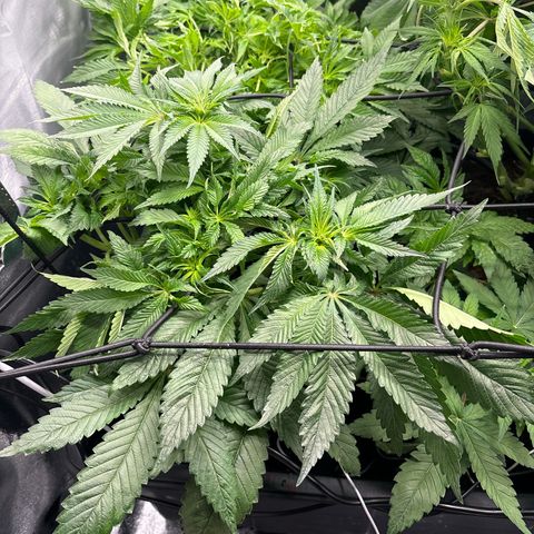 Mendo T growlog timeline photo