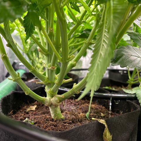 Mendo T growlog timeline photo