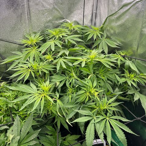 Silver growlog timeline photo