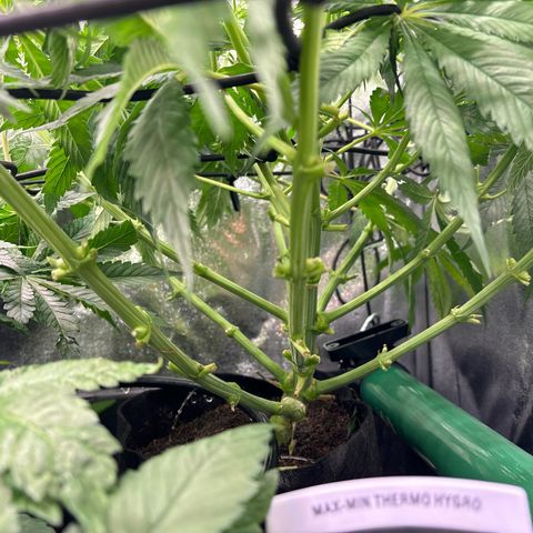 Silver growlog timeline photo