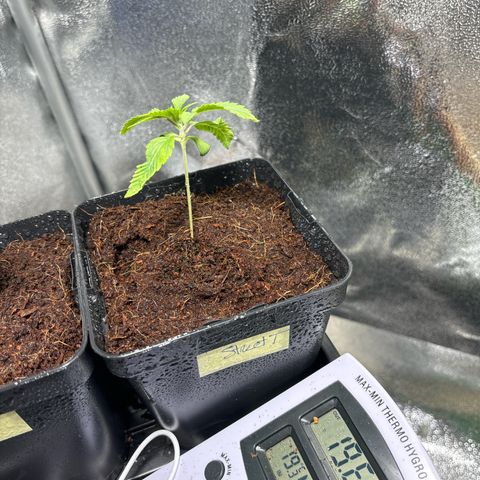 Street T growlog timeline photo