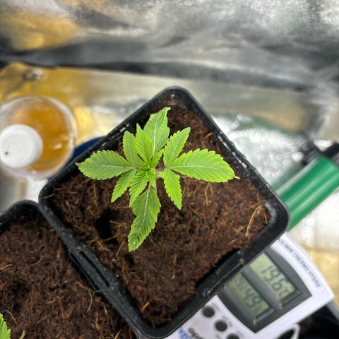 Street T growlog timeline photo