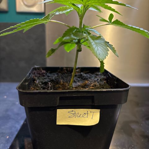 Street T growlog timeline photo