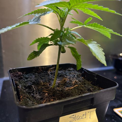 Street T growlog timeline photo
