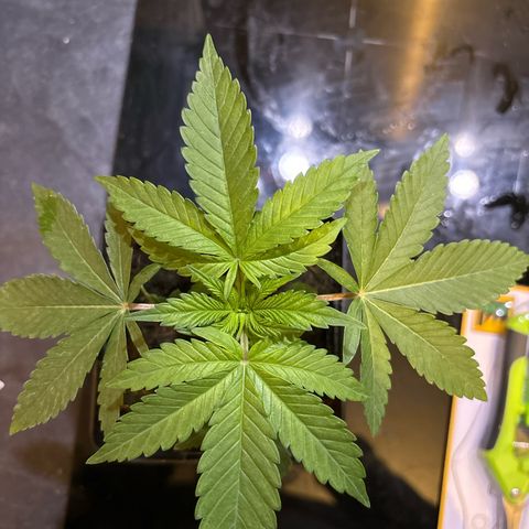 Street T growlog timeline photo