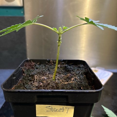 Street T growlog timeline photo