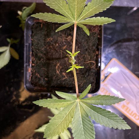 Street T growlog timeline photo