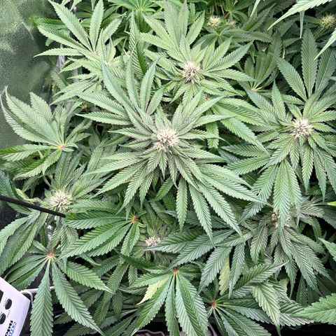 Mendo T growlog timeline photo