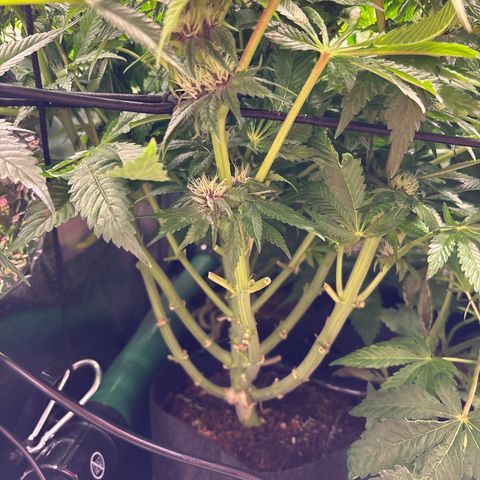 Mendo T growlog timeline photo