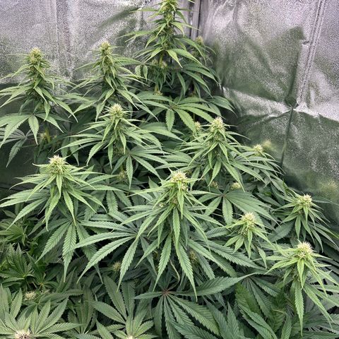 Silver growlog timeline photo