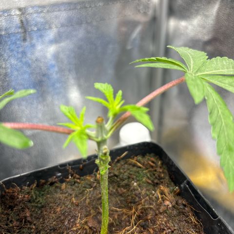 Street T growlog timeline photo