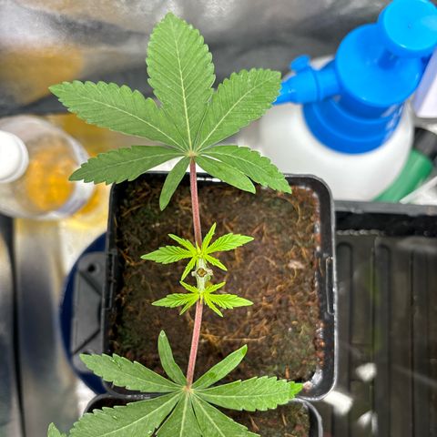 Street T growlog timeline photo
