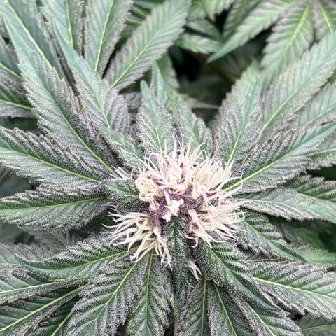Mendo T growlog timeline photo