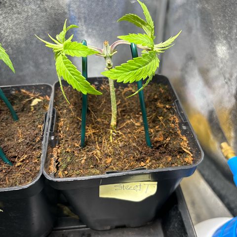 Street T growlog timeline photo