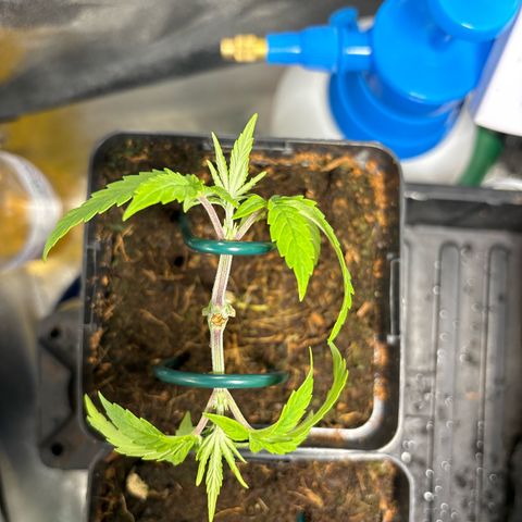 Street T growlog timeline photo