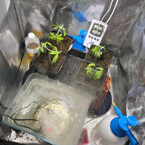 Mendo T growlog timeline photo