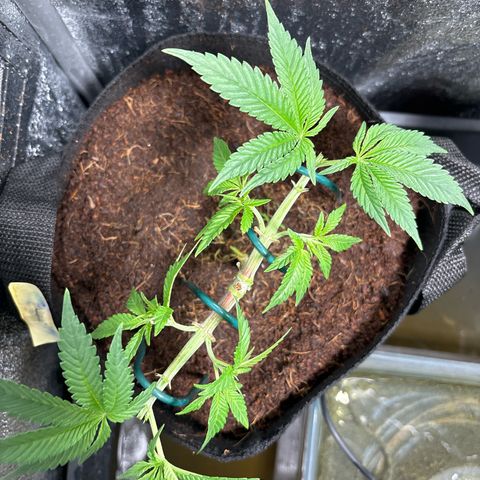 Street T growlog timeline photo