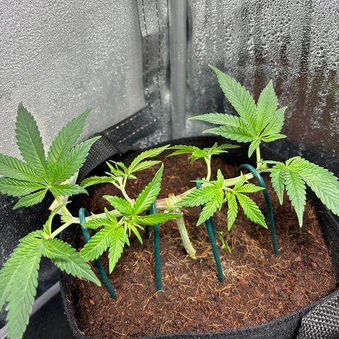 Street T growlog timeline photo