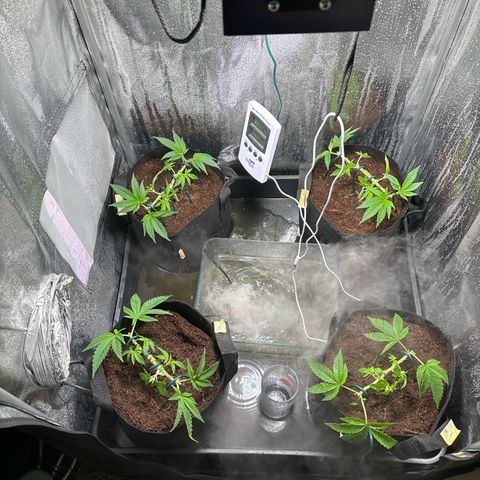 Mendo T growlog timeline photo