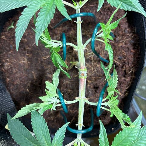 Street T growlog timeline photo