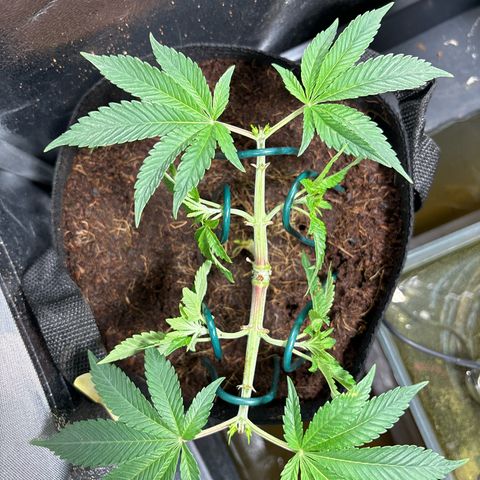 Street T growlog timeline photo