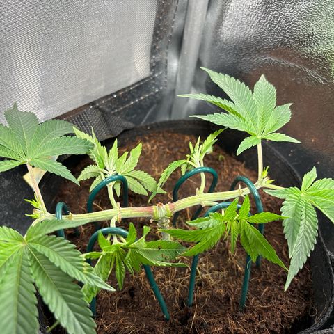 Street T growlog timeline photo