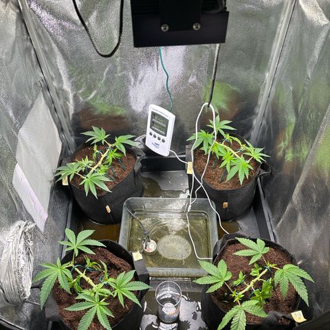 Mendo T growlog timeline photo