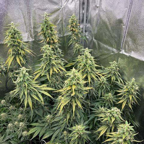 Silver growlog timeline photo