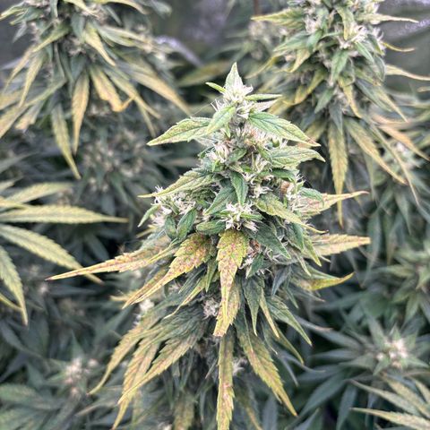 Silver growlog timeline photo