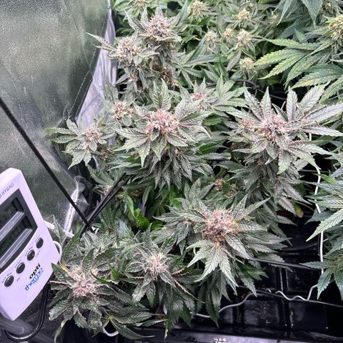 Mendo T growlog timeline photo