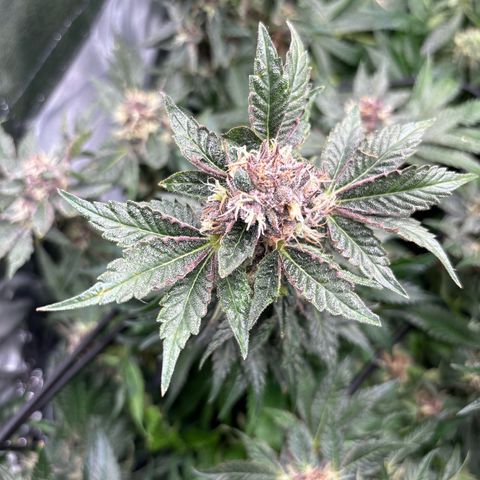 Mendo T growlog timeline photo