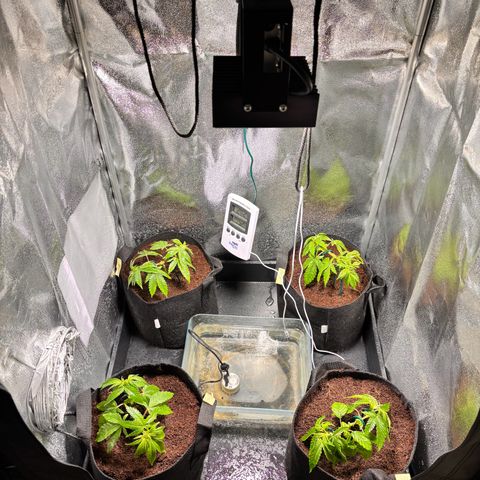 Mendo T growlog timeline photo