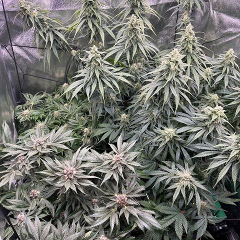 Mendo T growlog timeline photo
