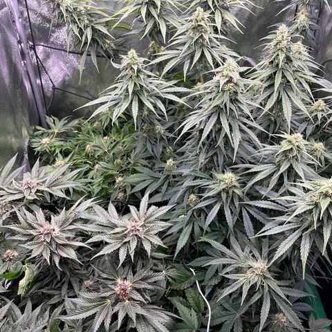 Mendo T growlog timeline photo
