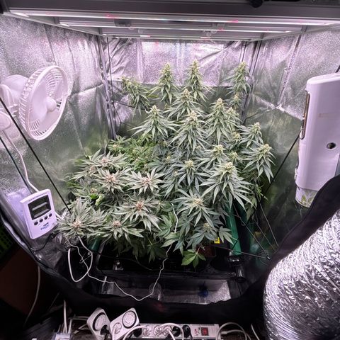 Mendo T growlog timeline photo