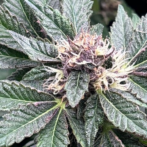 Mendo T growlog timeline photo