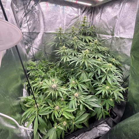 Mendo T growlog timeline photo