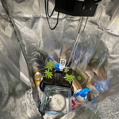 Mendo T growlog timeline photo