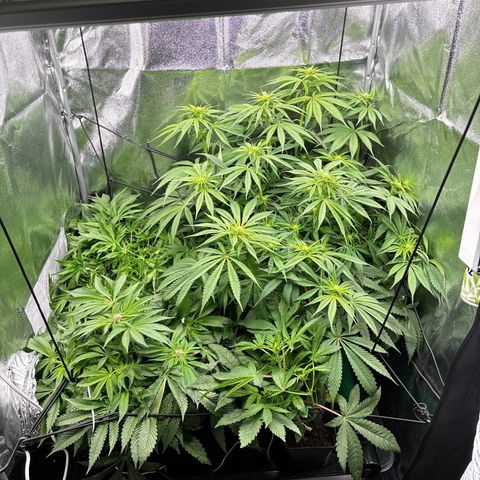 Mendo T growlog timeline photo