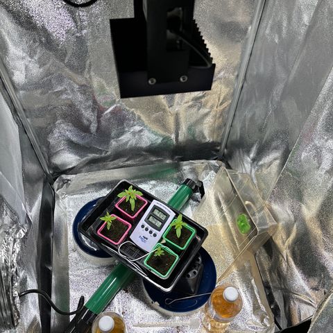 Mendo T growlog timeline photo